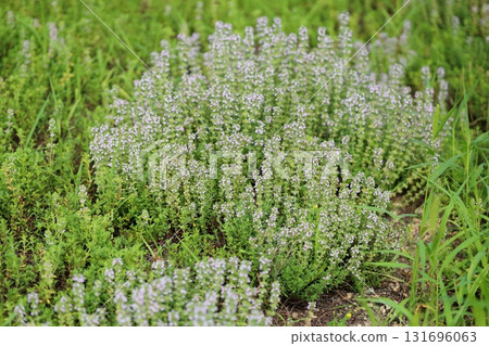 Refreshing thyme flowers 131696063