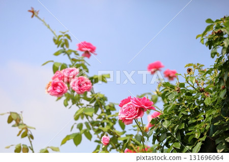 玫瑰花遊行 玫瑰花遊行 131696064