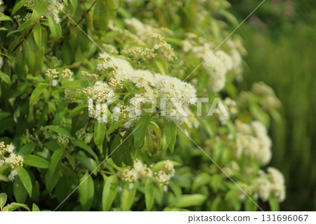 Refreshing lemon myrtle flowers 131696067