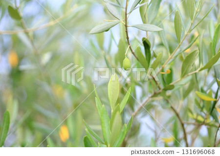 Refreshing olive fruit Refreshing olive fruit 131696068
