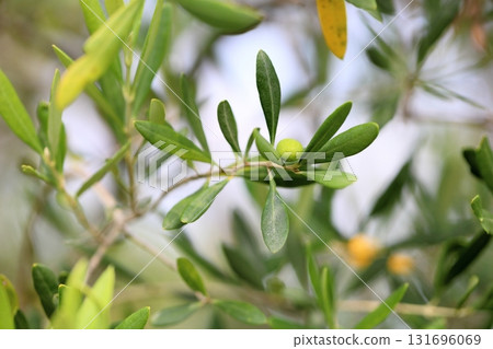 Refreshing olive fruit Refreshing olive fruit 131696069