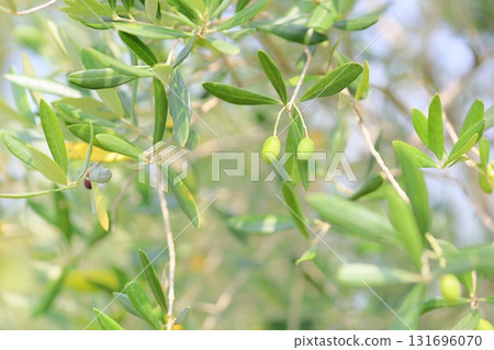 Refreshing olive fruit Refreshing olive fruit 131696070