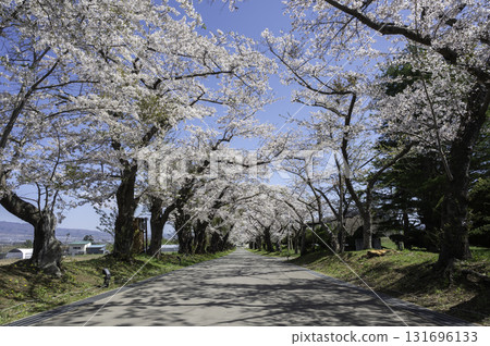 清川陣屋的櫻花樹 131696133