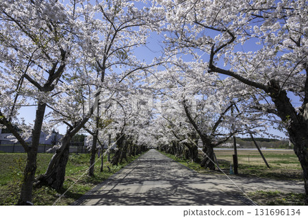 清川陣屋的櫻花樹 131696134