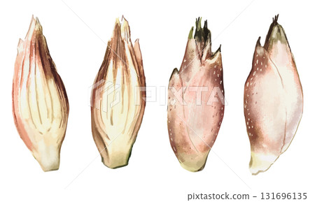 茗荷(薑)水彩插圖集 茗荷(薑)水彩插圖集 131696135