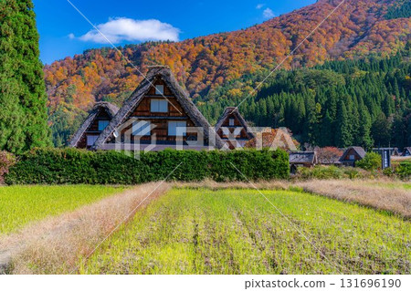 [World Heritage Site] Shirakawa-go and Sanrengosho in full autumn color [Gifu Prefecture] 131696190