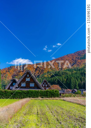 [世界遺產] 紅葉盛開的白川鄉/三連莊[岐阜縣] 131696191