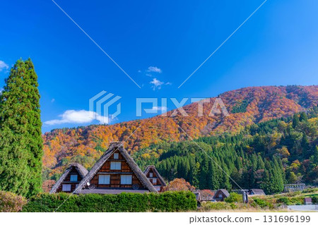 [世界遺產] 紅葉盛開的白川鄉/三連莊[岐阜縣] 131696199