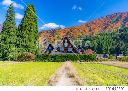 [World Heritage Site] Shirakawa-go and Sanrengosho in full autumn color [Gifu Prefecture] 131696201