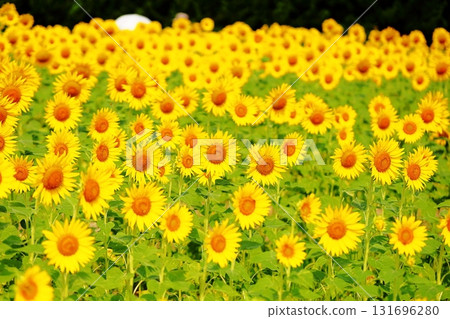向日葵開始綻放 131696280