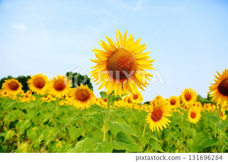 Sunflowers in full bloom Sunflowers in full bloom 131696284