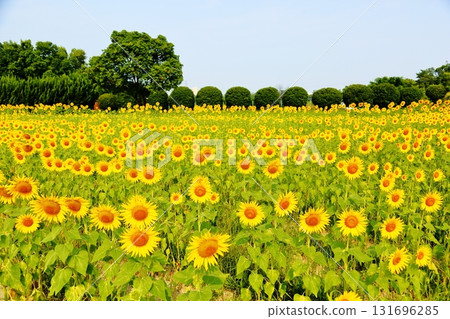 Cluster of sunflowers Cluster of sunflowers 131696285
