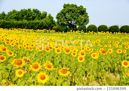 Cluster of sunflowers 131696399
