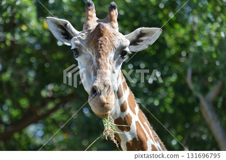 網紋長頸鹿吃東西 131696795