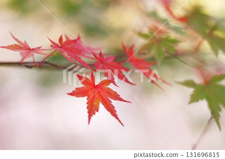 Bright red autumn leaves 131696815