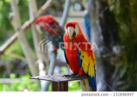 Green-winged Macaw Green-winged Macaw 131696947