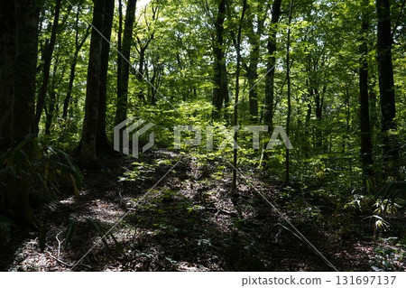 Beech trees in Shirakami in September Beech trees in Shirakami in September 131697137