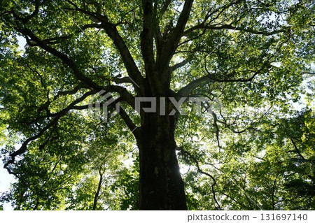 Beech trees in Shirakami in September 131697140