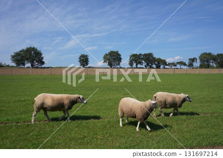 Sheep grazing peacefully 131697214