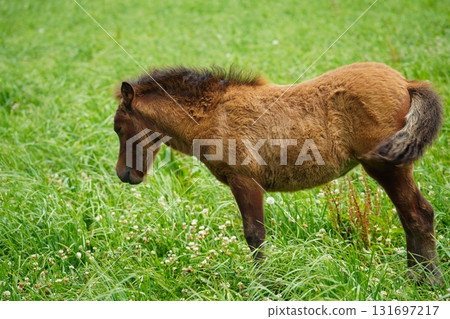 Baby pony grazing in a pasture 131697217
