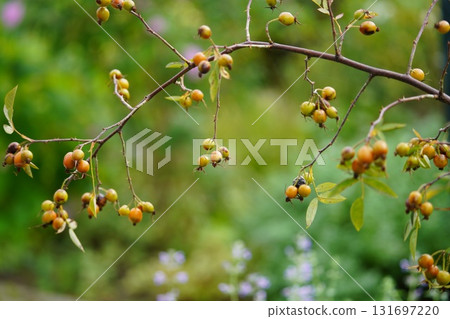 A quiet rosehip on an autumn day A quiet rosehip on an autumn day 131697220
