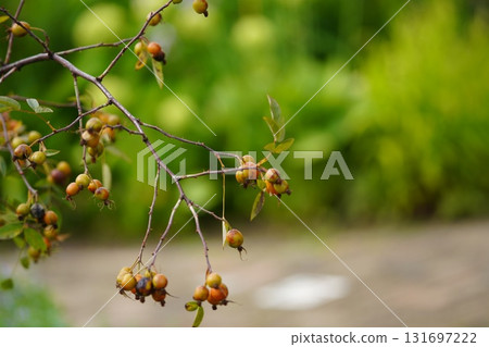 秋日裡一朵安靜的玫瑰果 131697222