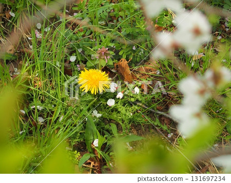 Dandelions blooming in the fields on a morning when cherry blossom petals are falling Dandelions blooming in the fields on a morning when cherry blossom petals are falling 131697234