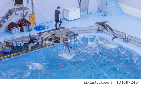 Hakkeijima Sea Paradise: Dolphins jumping and playing in the pool Hakkeijima Sea Paradise: Dolphins jumping and playing in the pool 131697249