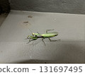 Praying mantis on the balcony 131697495