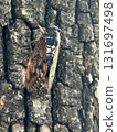 Cicada on a tree 131697498
