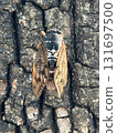 Semi in tree 131697500