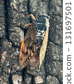 Cicada on a tree 131697501