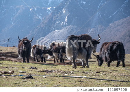 Group of Yaks living in Langtang national park, Nepal. Yak is still used in many parts of central Asia, for transporting large loads through the mountain pass. Group of Yaks living in Langtang national park, Nepal. Yak is still used in many parts of central Asia, for transporting large loads through the mountain pass. 131697506