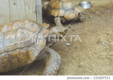 Close-up of a tortoise walking on the ground 131697551