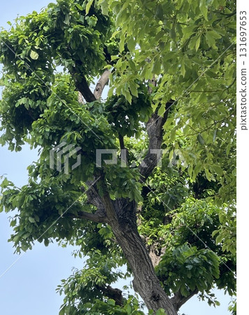 嫩葉在藍天的襯托下熠熠生輝 131697653
