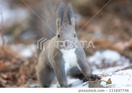 Hokkaido squirrel in nature 131697746
