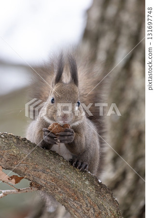 Ezolith during meal 131697748