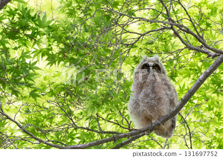 Long-eared owl in nature Long-eared owl in nature 131697752