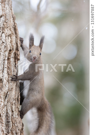 大自然中的北海道松鼠 131697887