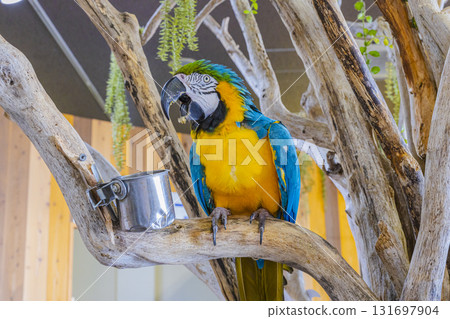 Colorful parrot on a perch 131697904