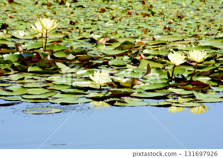 水戶植物園 2025-8-31 #92 水戶植物園 2025-8-31 #92 131697926