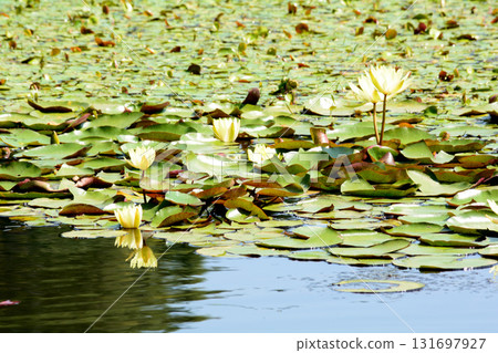 水戶植物園 2025-8-31 #93 131697927