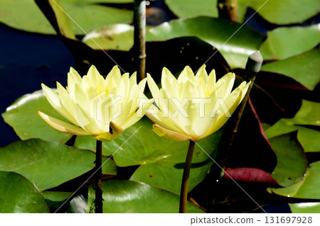 水戶植物園 2025-8-31 #94 131697928