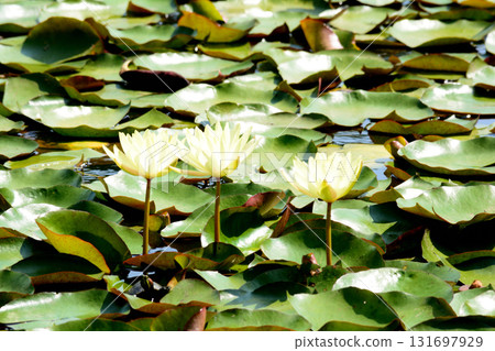 Mito Botanical Garden 2025-8-31 #95 131697929