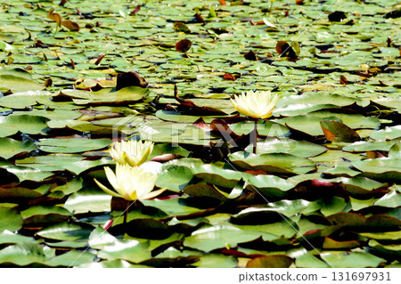 Mito Botanical Garden 2025-8-31 #97 131697931