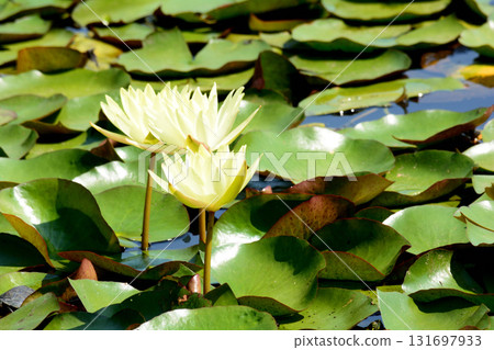 Mito Botanical Garden 2025-8-31 #99 131697933