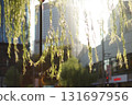 夕陽照亮了市中心的樹葉和建築物 131697956