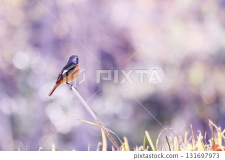 一隻達斡爾紅尾鴝在美麗的背景下凝視遠方 131697973