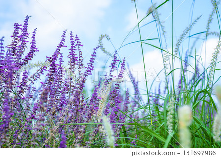 藍天下盛開的紫色荊條花 131697986