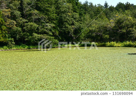 Mito Botanical Garden 2025-8-31 #105 131698094